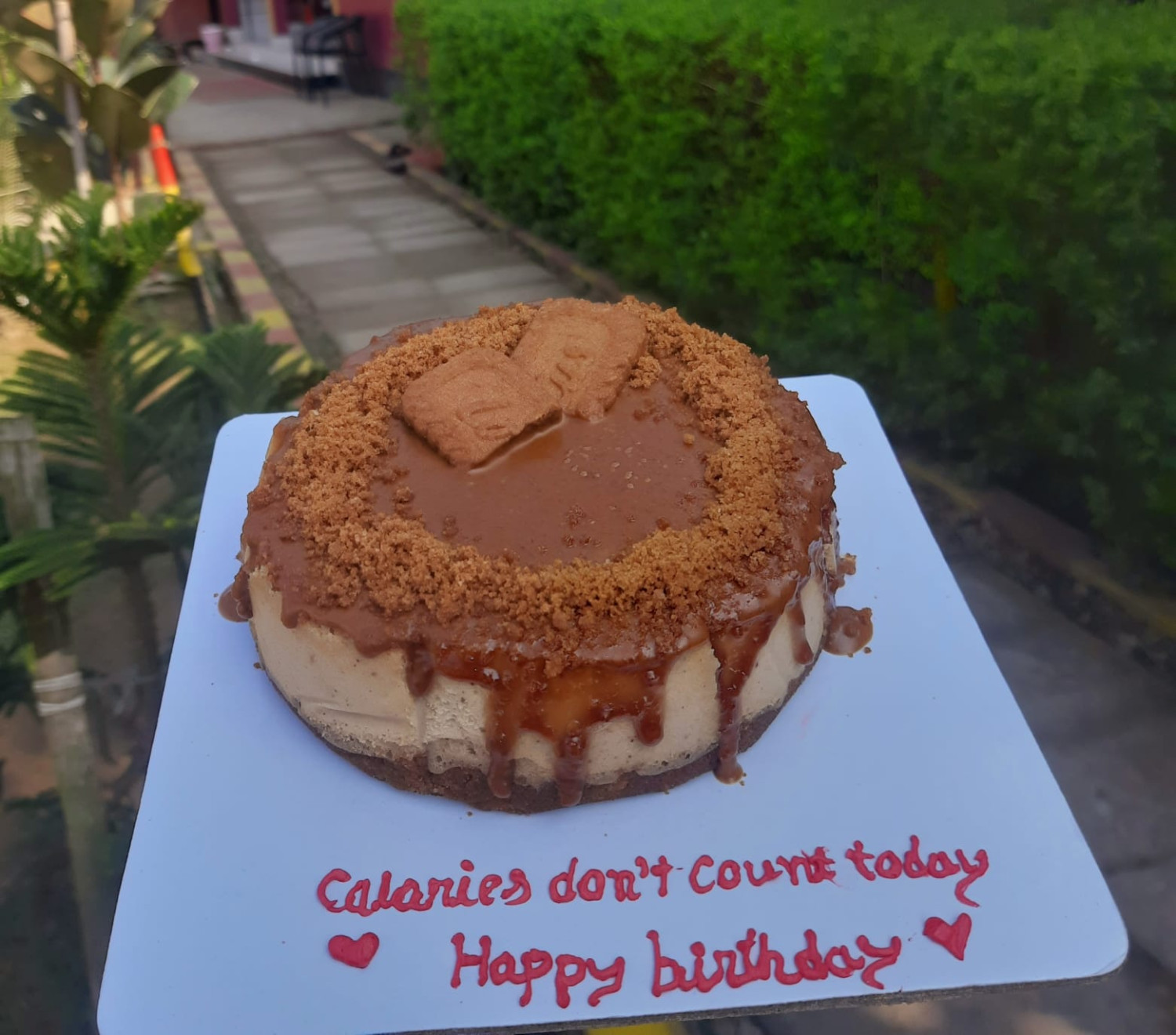 Biscoff chesses cake