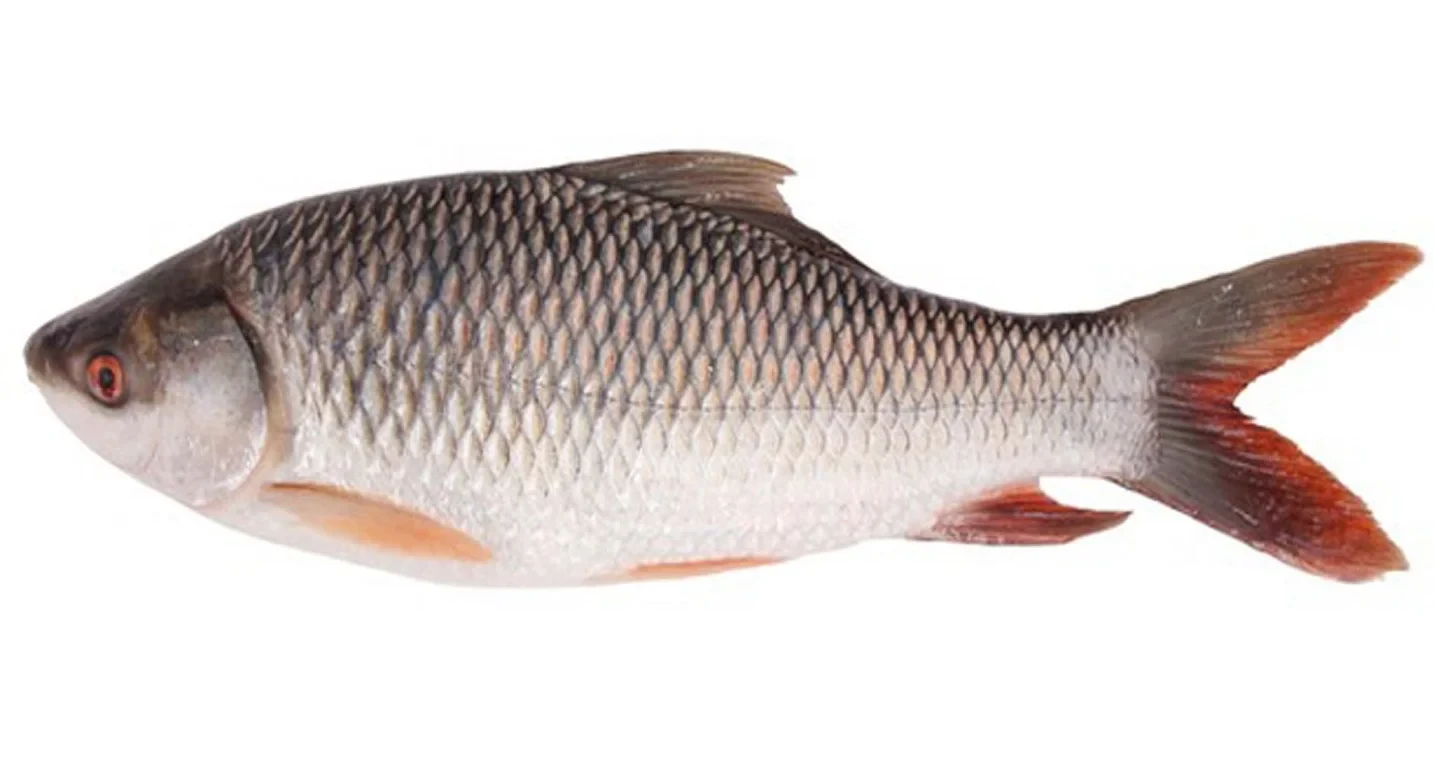 রুই মাছ (Rui Fish)