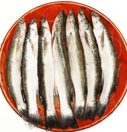 বাটা মাছ