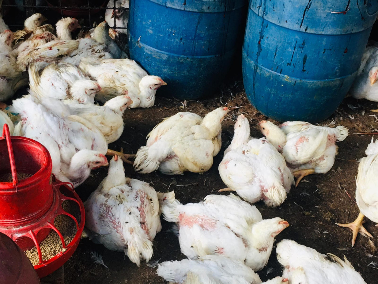 ব্রয়লার মুরগী 1800g - 2000g (Broiler Chicken)