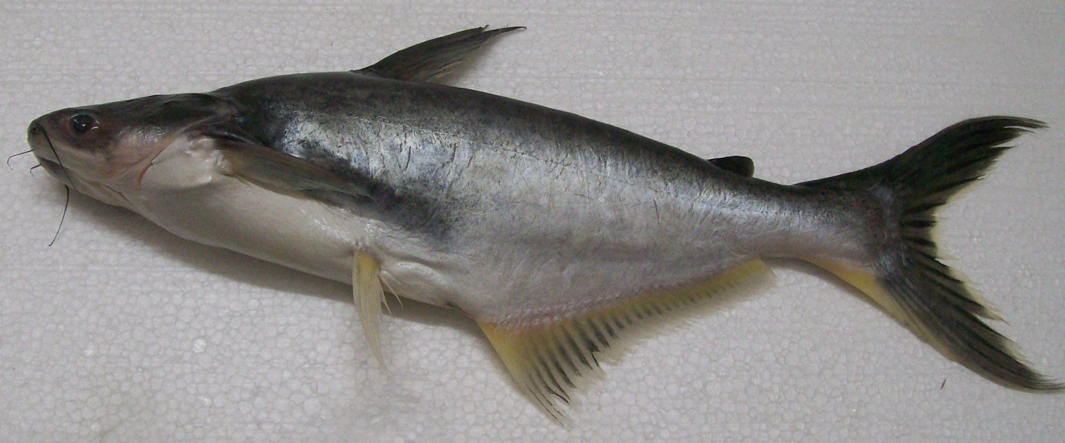পাঙ্গাস মাছ (Pangas Fish)
