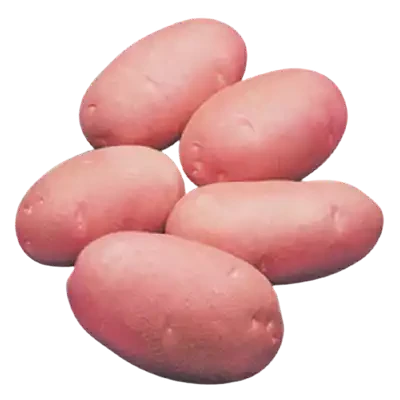 লাল আলু (Red Potato)