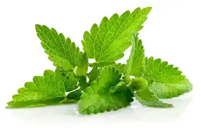 পুদিনা পাতা (Mint Leaves / Mentha)