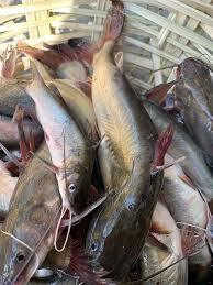 বড় টেংরা মাছ (Large Tengra Fish)
