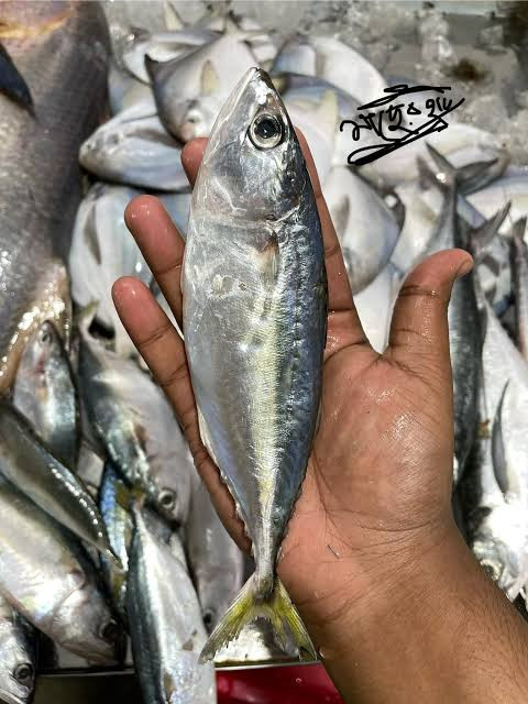 নারকেলি মাছ